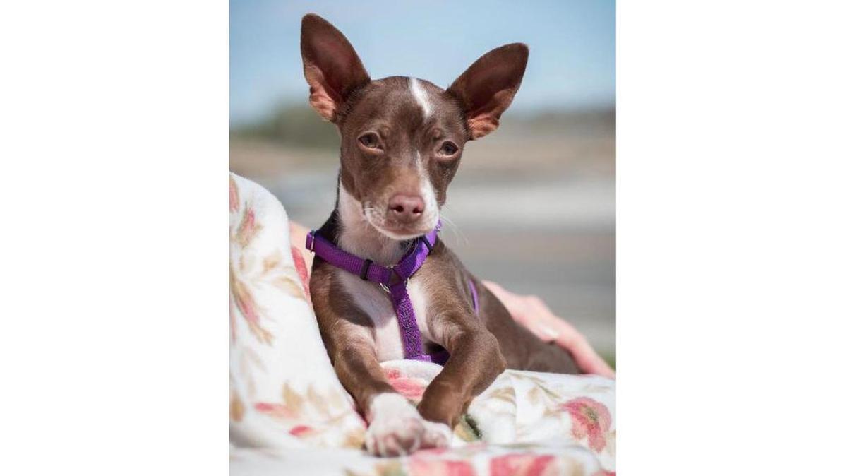 Mikey's Chance offers rescue dogs a chance at a forever home.