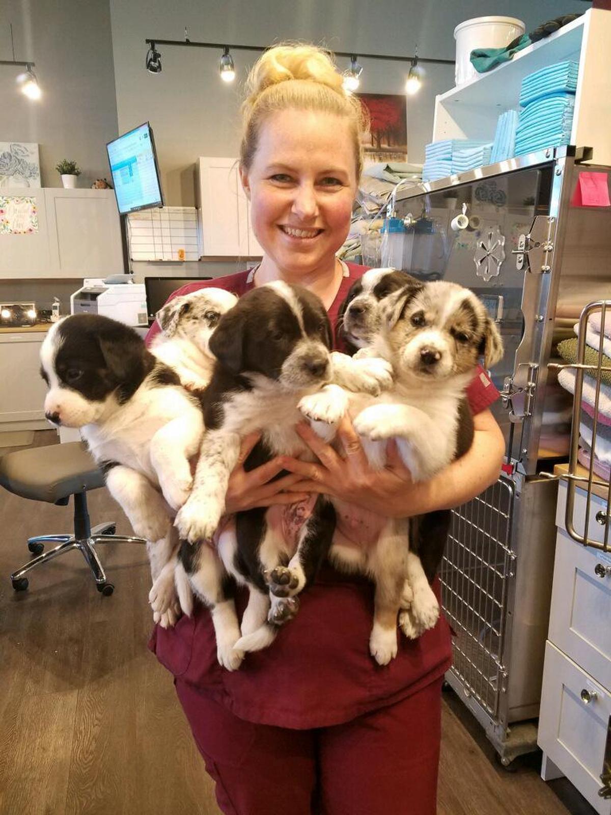 Pets receive caring and compassionate care at Horse Heaven Hills Pet Urgent Care.