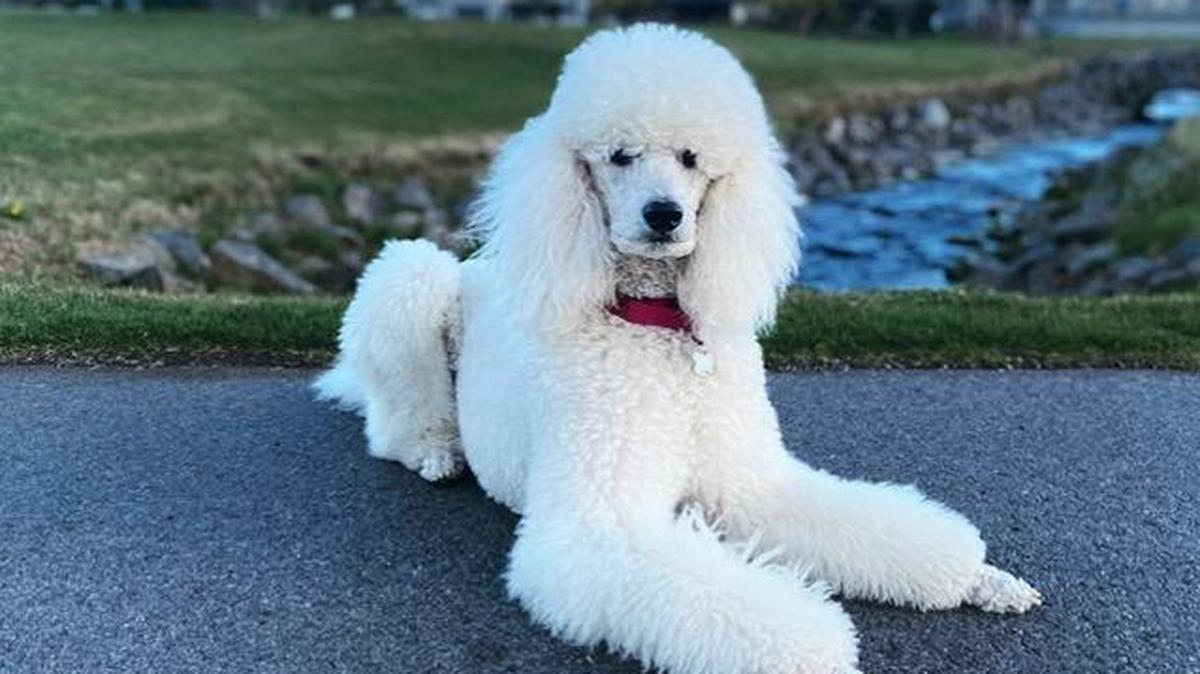 Shannon and Matthew Croskrey's standard poodle Doug.