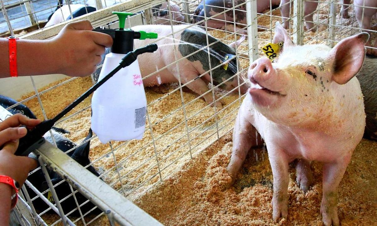 The Benton Franklin Fair & Rodeo that starts Aug. 24 at the Benton County fairgrounds in Kennewick will feature racing pigs.