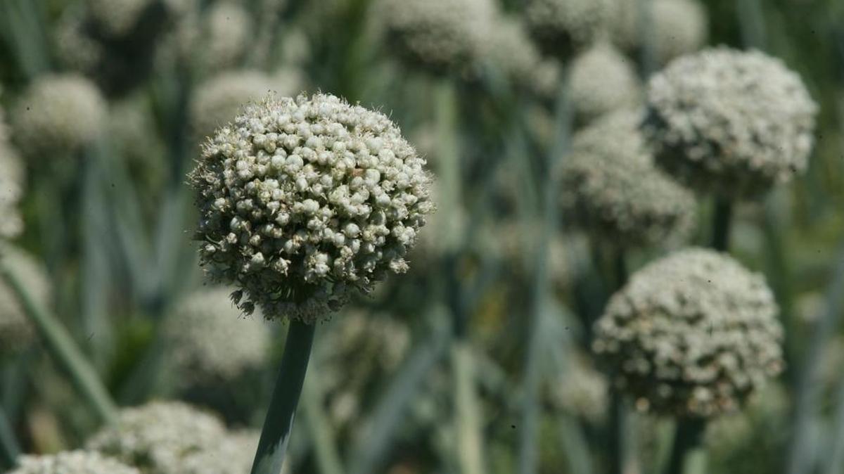 The Walla Walla Sweet Onion Festival is June 18-19 in downtown.
