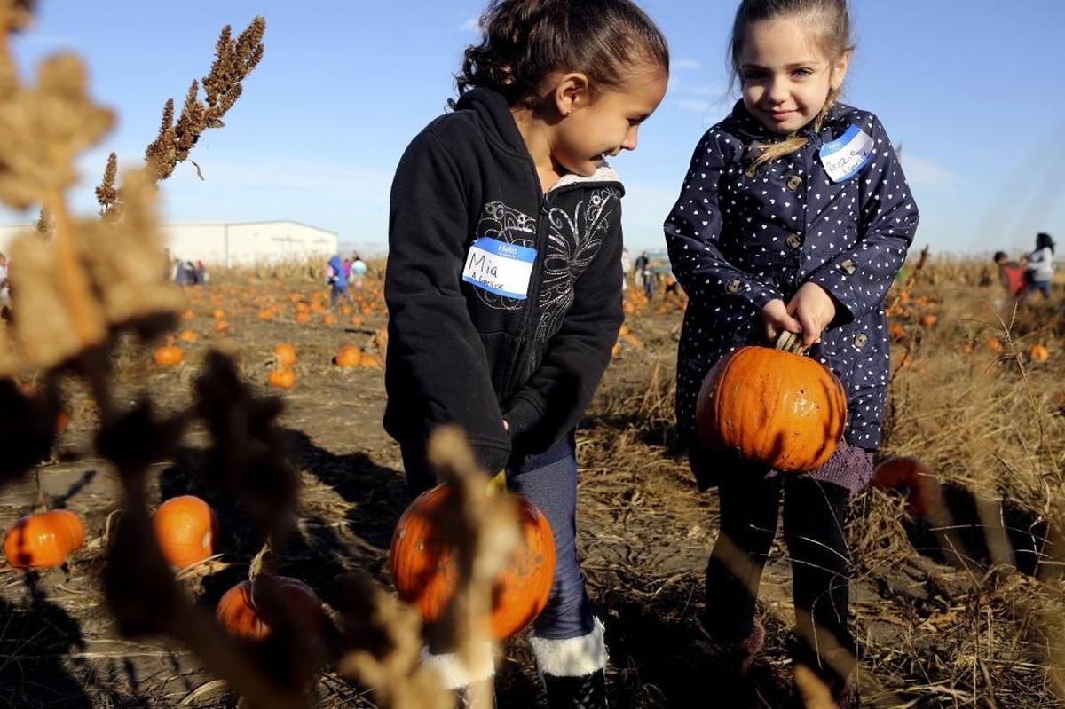 The Country Mercantile’s Harvest Festival in Pasco is a popular destination in the fall, featuring hay rides, pumpkin patches, mazes, stray pyramids, a petting zoo, a corn maze, rides and more.