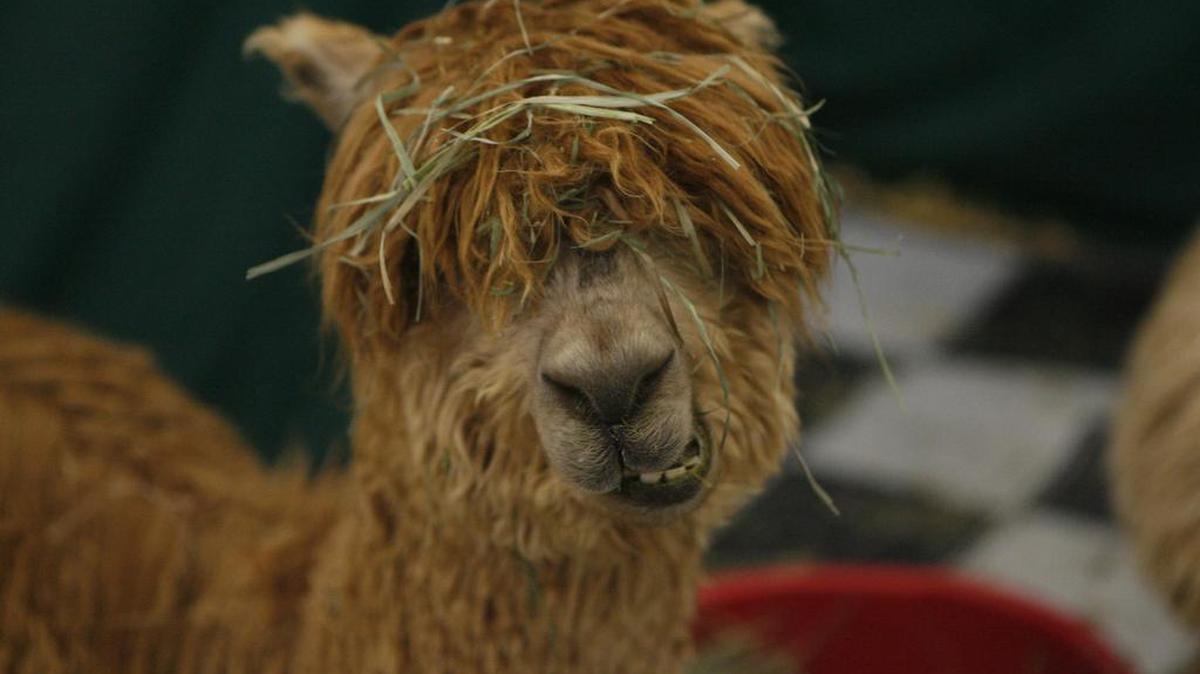 
The Northwest Alpaca Showcase returns to TRAC in Pasco on Oct. 24-25.

