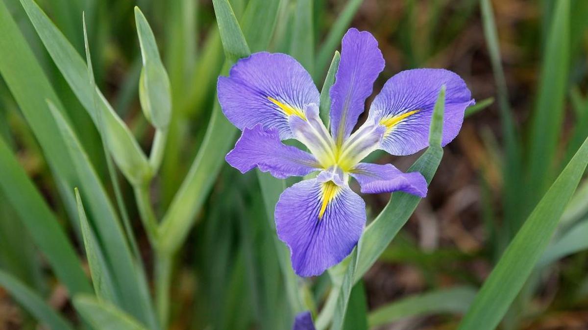 The P.E.O. Hermiston Garden Tour runs from 10 a.m. to 3 p.m. June 18.