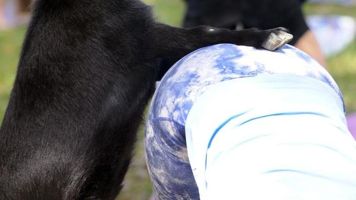 A Kennewick winery is tapping into the goat yoga craze on June 3 at Badger Mountain Vineyards and Powers Winery.
