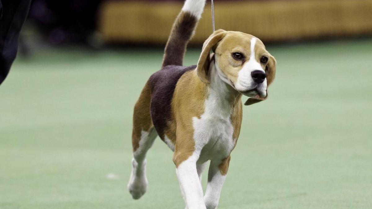 
More than 3,000 people are expected to attend a dog show planned Sept. 25-27 at Columbia Park in Kennewick. Admission is free. 
