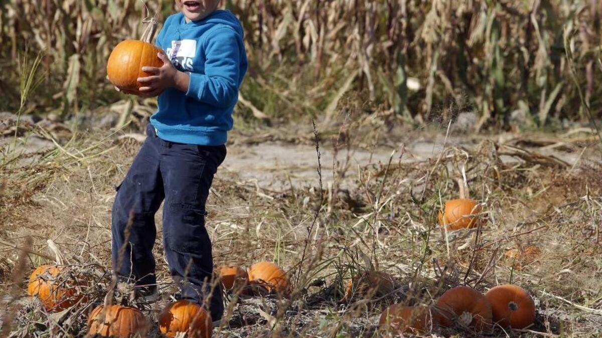 
Virgie Robinson Elementary School Kindergardener Denny Hernandez holds up a pumpkin Thursday while on a class field trip to Country Mercantile in Pasco. The store's annual Harvest Festival continues through October 31, 2015 and features hay rides, a pumpkin patch, a corn maze and more. See http://www.countrymercantile.com/pages/harvest-festival for more details.
