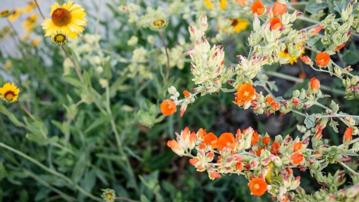 Academy of Children’s Theatre’s popular Garden Arts Tour is June 16.