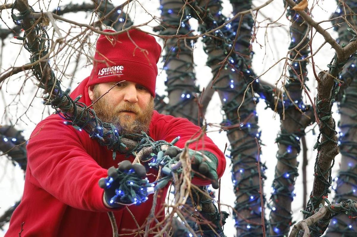 Michael Grossruck, an employee of Senske Services, recently wraps strings of blue Christmas lights for the Senske light show.