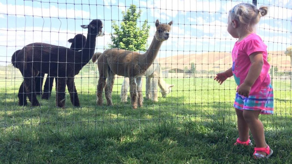 Sage Bluff Alpacas in Prosser will be open to the public from 11 a.m. to 4 p.m. Sept. 23-24 in honor of National Alpaca Farm Days.