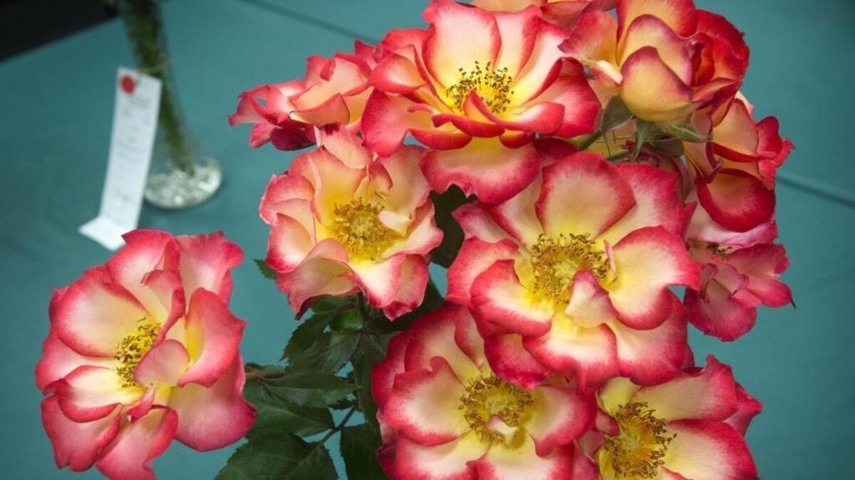 The free Tri-City Rose Society’s rose show is planned May 28 at the Richland Community Center.