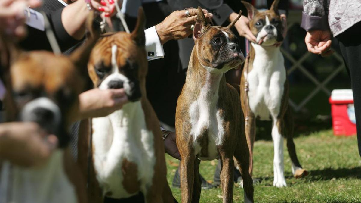 The Richland Kennel Club is hosting its annual fall dog show this weekend at Columbia Park in Kennewick.