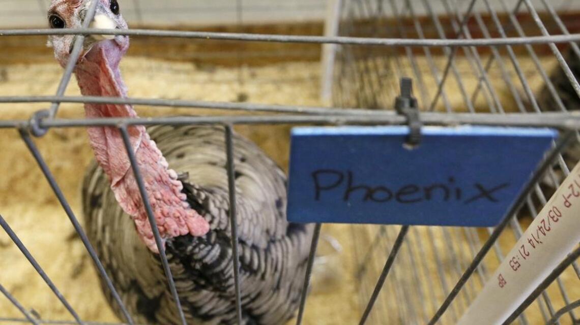 Phoenix the turkey auctioned during fair for wildfire relief