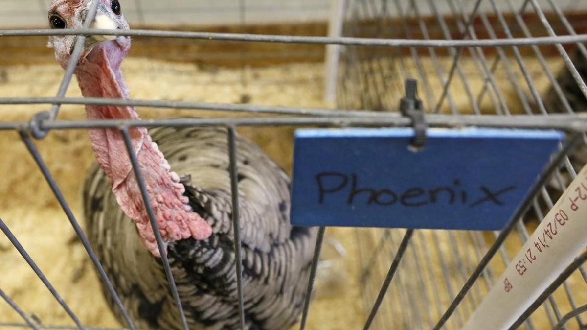 
Phoenix sold for $1,600, with the money going to the Community Foundation of North Central Washington.
