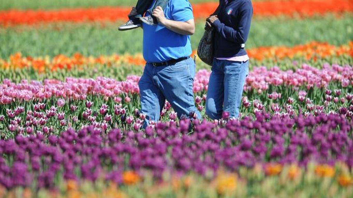 Planning to visit Skagit County for the flowers? Here’s what Tulip Town, Roozengaarde, Garden Rosalyn, and Tulip Valley Farms offer.