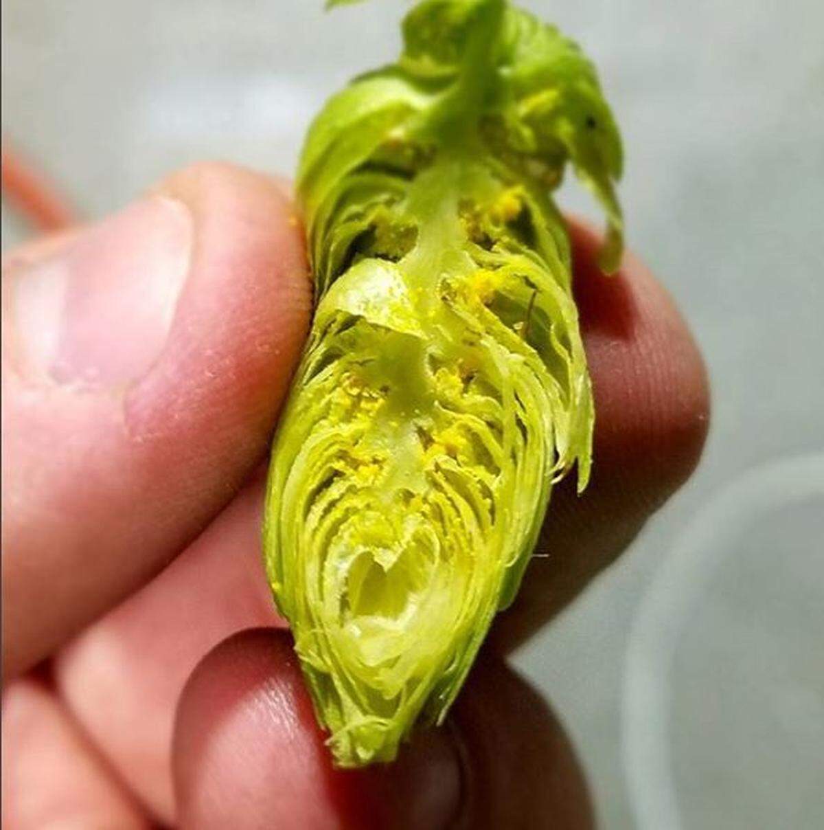 Ryan Wattanbarger, head brewer at Snipes Mountain Brewery and Restaurant in Sunnyside, said he’s inspired by locally grown hopes. Wattenbarger and his wife, Hilary Bird, will open Moonshot Brewery in Kennewick next spring.