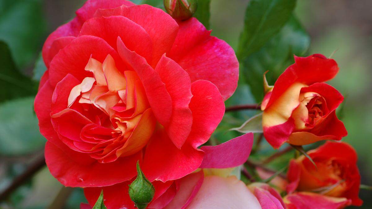 Growing roses in the Tri-Cities is not difficult when you follow the right steps.