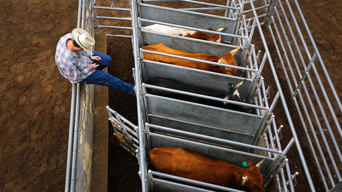 Photo Gallery: Fun and food at the Benton Franklin Fair & Rodeo 2023
