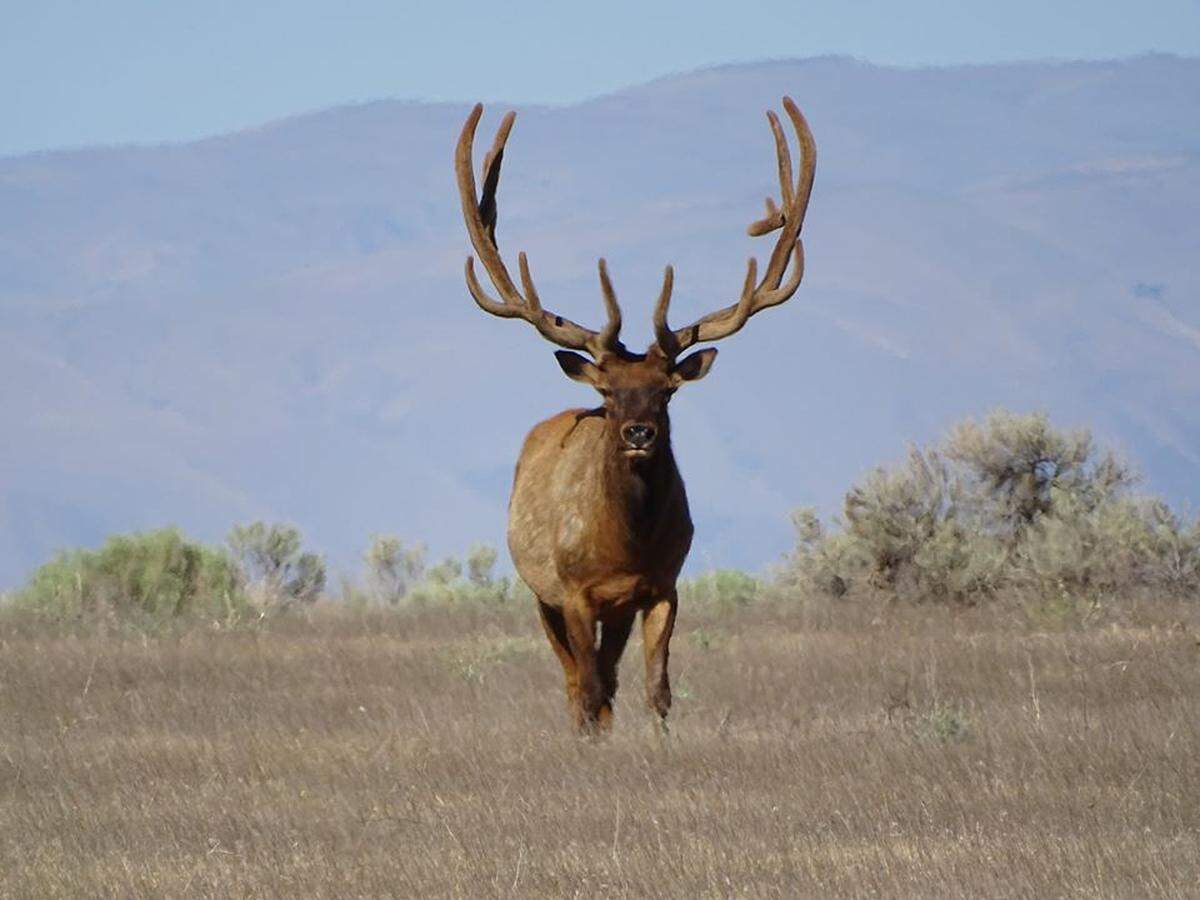 During the fall the number of elk at Hanford can range from 375 to 700.