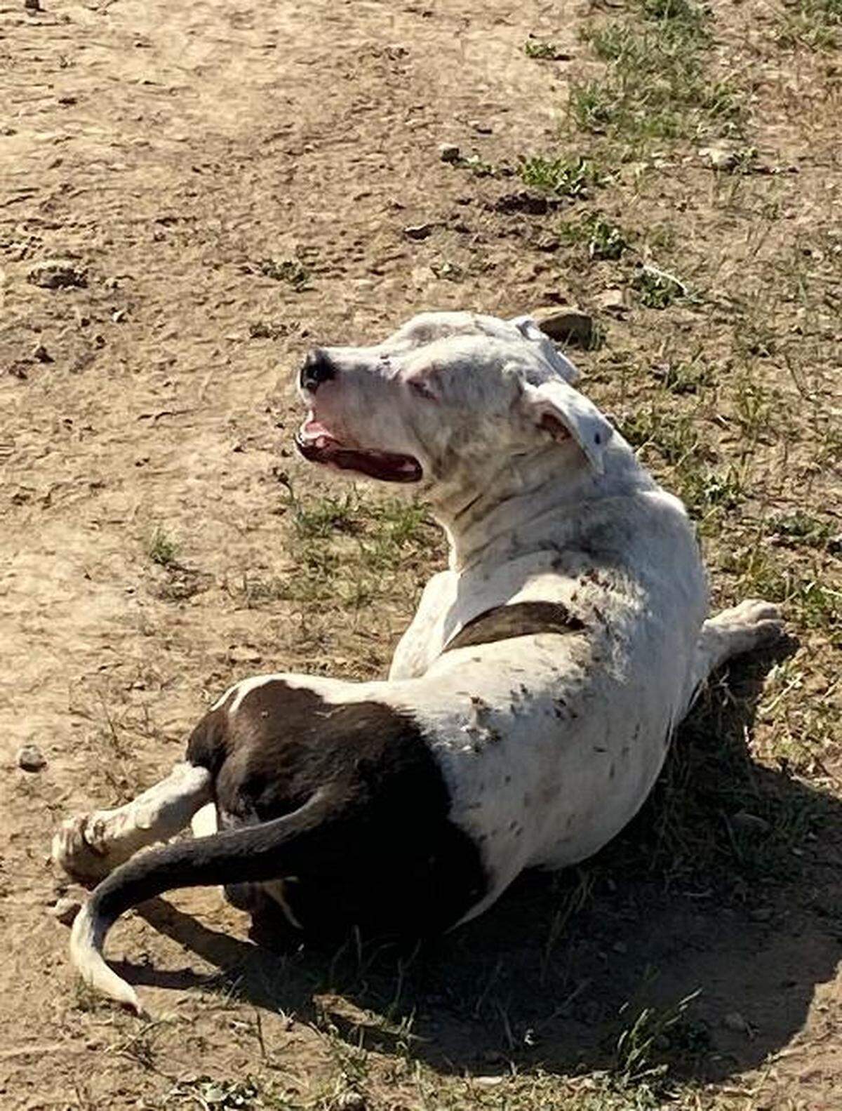 A pit bull involved in an attack on neighbors was taken by Benton County Animal Control. The dog has significant scarification likely from fighting, according to attorneys for the family. Only three of the seven dogs involved in the attack were taken. The others continued to try and attack neighbors for more than a year, according to police reports.
