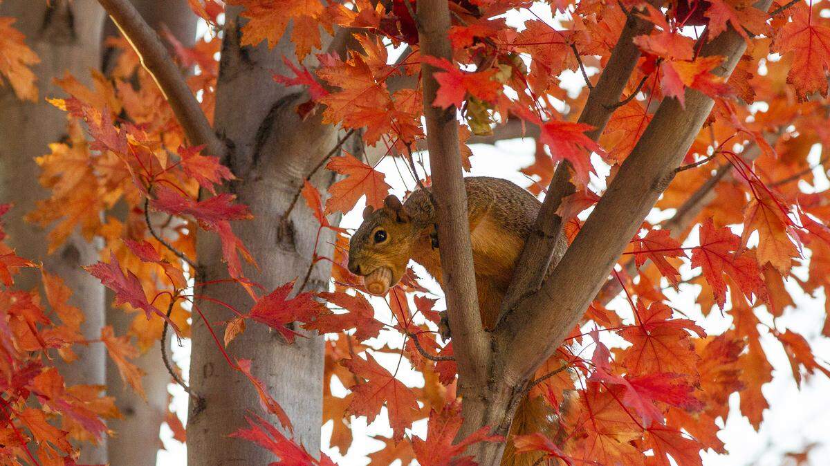 A squirrel sits up in a tree eating an acorn on a sunny fall day in Kennewick. According to the National Weather Service, Sunday will have patchy fog before 11 a.m., then sunny with a high near 65.