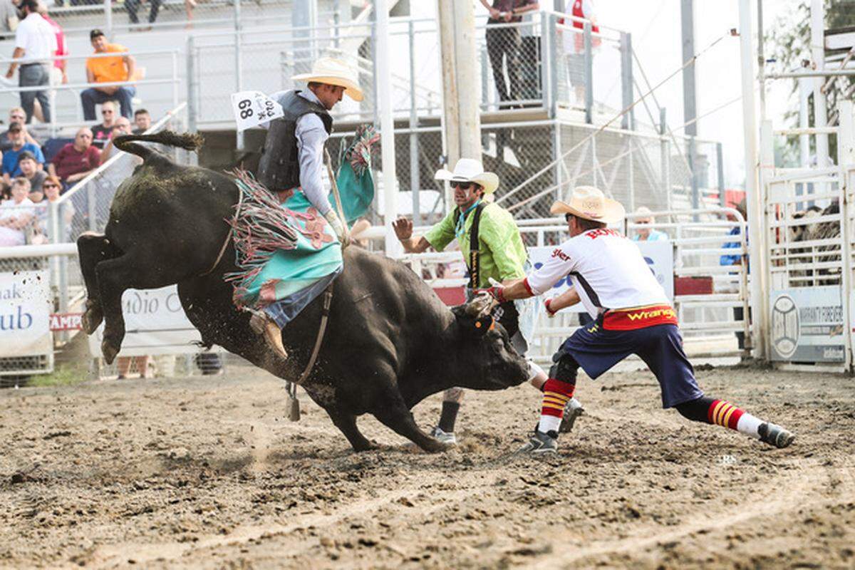 Bullfighter Rowdy Barry, far right, tries to control the bull during a rodeo.