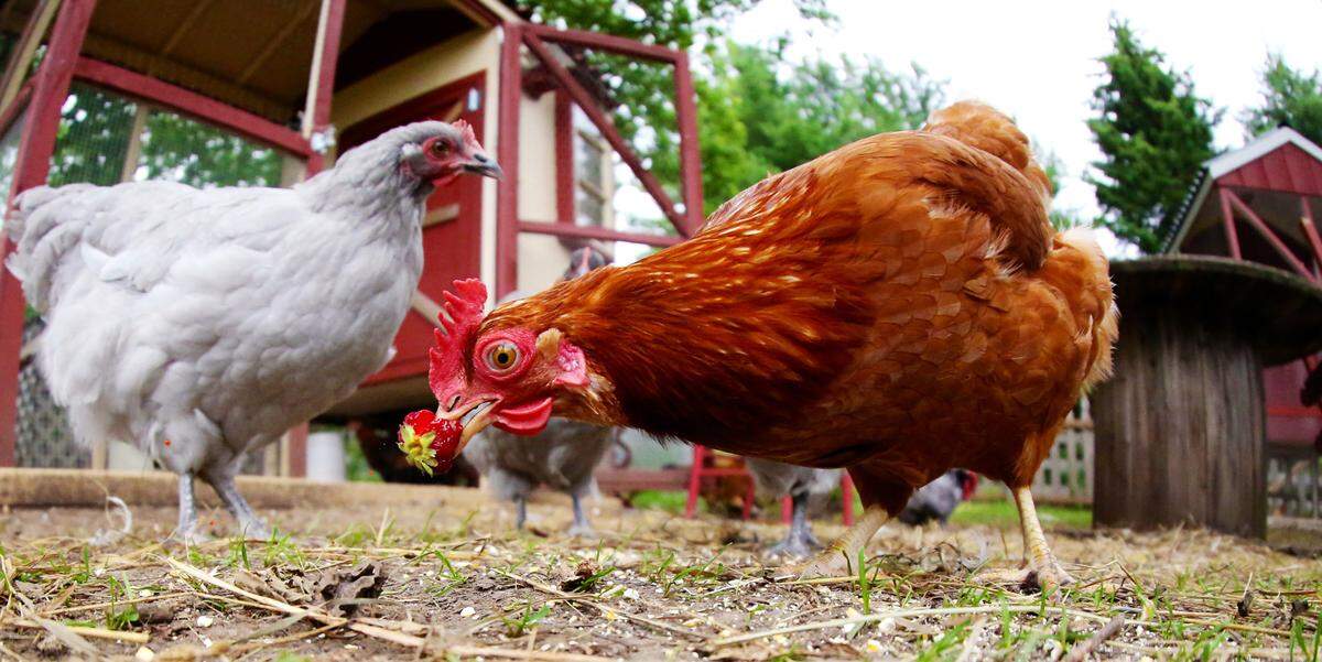 A backyard chicken digs into a strawberry. 