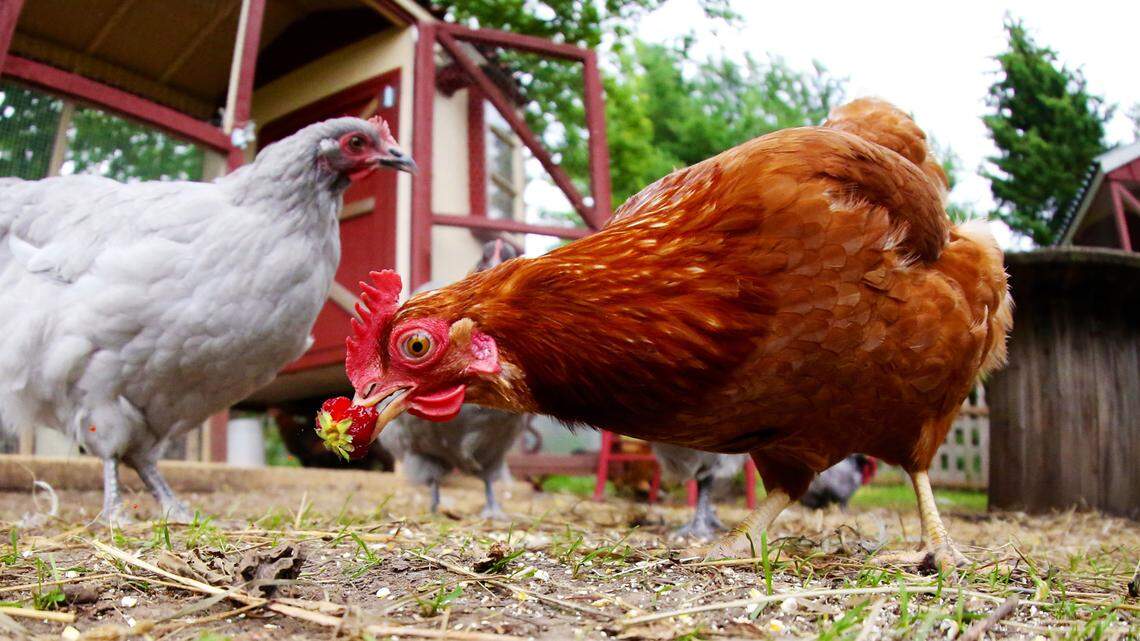 First human case of rare bird flu reported in Washington state. Are you at risk?