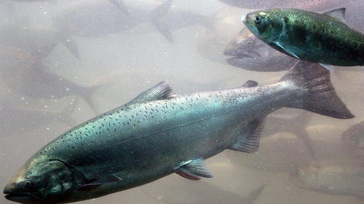 A chinook salmon is shown in this 2005 file photo (Photo by Jeff T. Green/Getty Images)