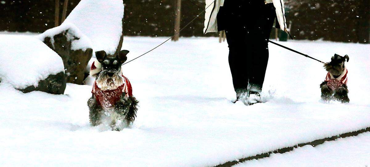 When the weather turns snowy, animal experts say dog owners can consider bundling them up in doggy coats to keep them warm during walks outside.