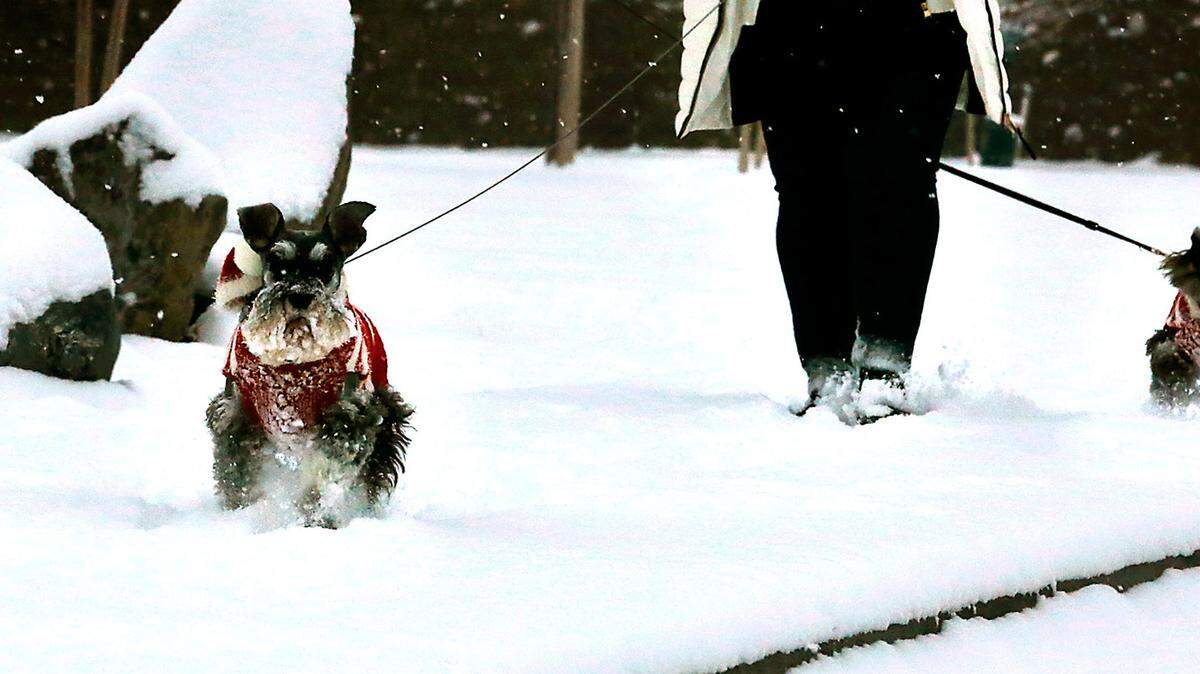 When the weather turns snowy, animal experts say dog owners can consider bundling them up in doggy coats, and even booties to keep their paws warm during walks and in order to convince them to go outside long enough to go potty.