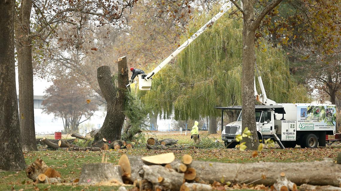 A local tree trimming company works Monday cutting down trees in the east end of Columbia Park in Kennewick near where a woman was killed this summer when a limb fell on her. Some of the trees are being removed after tree experts re-examined the area after the deadly accident during the Ye Merrie Greenwood Renaissance Faire. Columbia Park is managed by the city but owned by the Army Corps of Engineers.