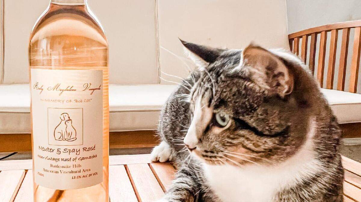One of the working cats of Ruby Magdalena Vineyards poses with a bottle of the Spay and Neuter Rosé.