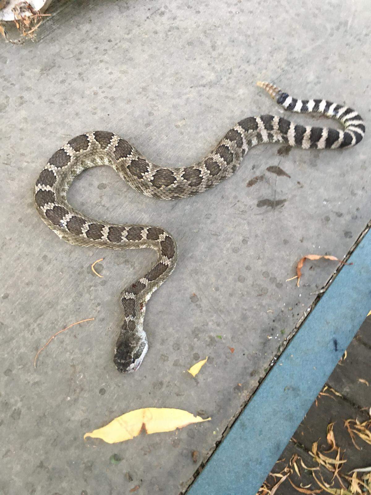 Roxann Johanson of Badger Canyon said she killed this rattlesnake after her dog Tater alerted her to it on the back porch of her home.