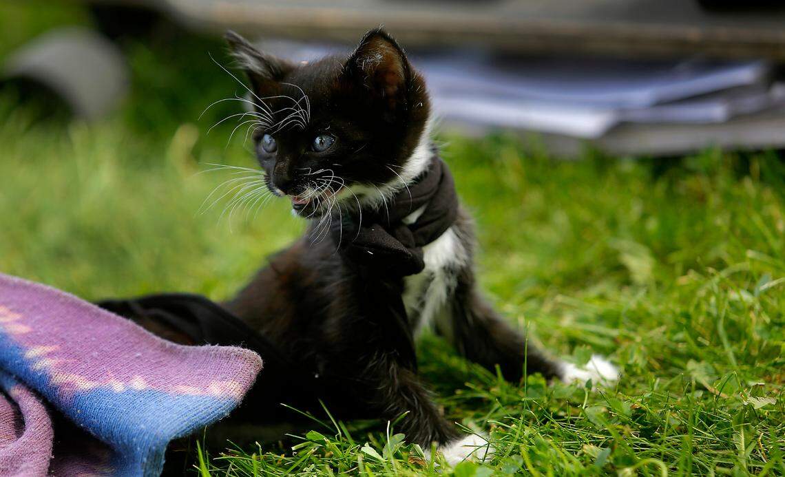 Homeless since he way 16 years-old, Steve-O Wold recently started caring for a kitten. Wold spends his days in a city park off Fruitland and often sleeps near the Columbia River.