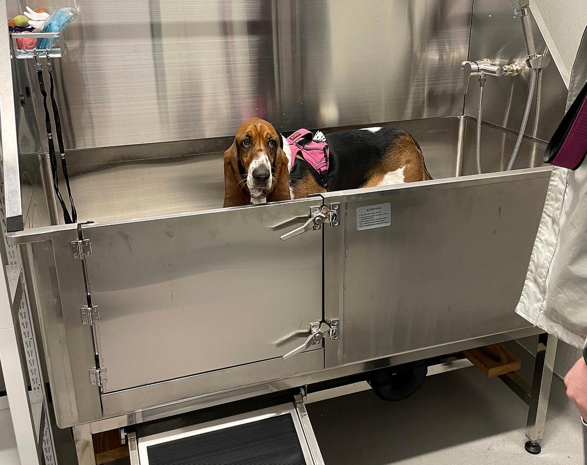 Tri-Cities Animal Services mascot DeeDee gets a bath inside a new washing area.