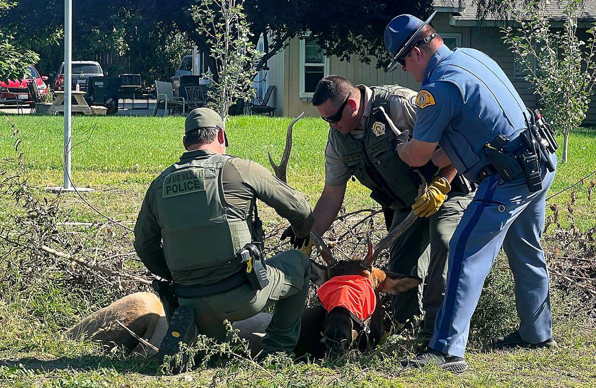 Washington Department of Fish & Wildlife police and Washington State Patrol prepare to relocate a bull elk that was roaming around Pasco. It was darted, immobilized and its antlers removed to prevent possible injury to the animal during transport for relocation to a wildlife refuge.