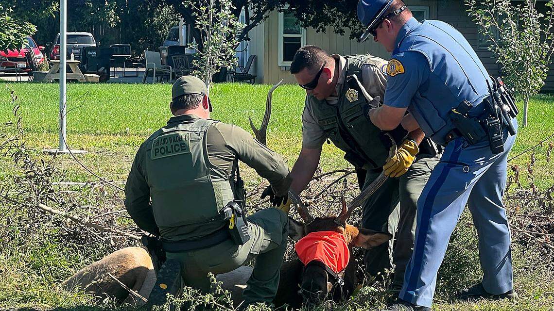 New video. Bull elk went golfing, did ‘some thrifting’ while visiting Tri-Cities this week