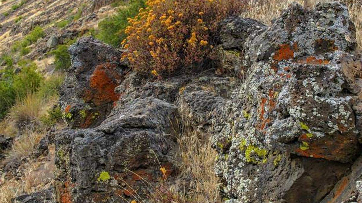 This Basalt outcrop is home to diverse colonies of colorful lichen. Scientists from Northwest Lichenologists in Corvallis, Ore., will be in the Tri-Cities this week to study lichen on Badger Mountain.