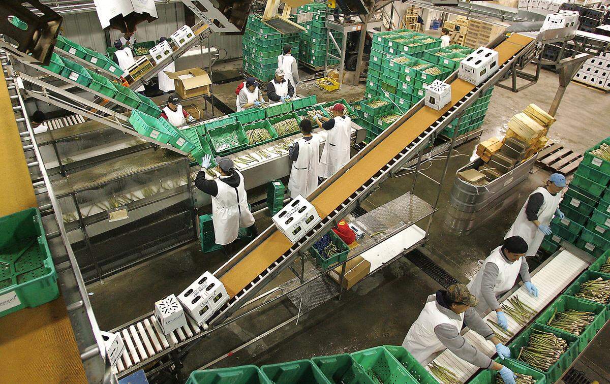 Gourmet Trading Co. fresh asparagus packing line facility in Pasco.