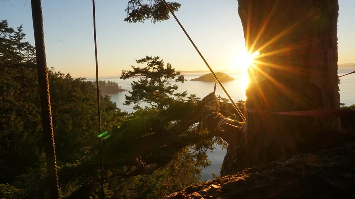 View from tree climbing on Lopez Island