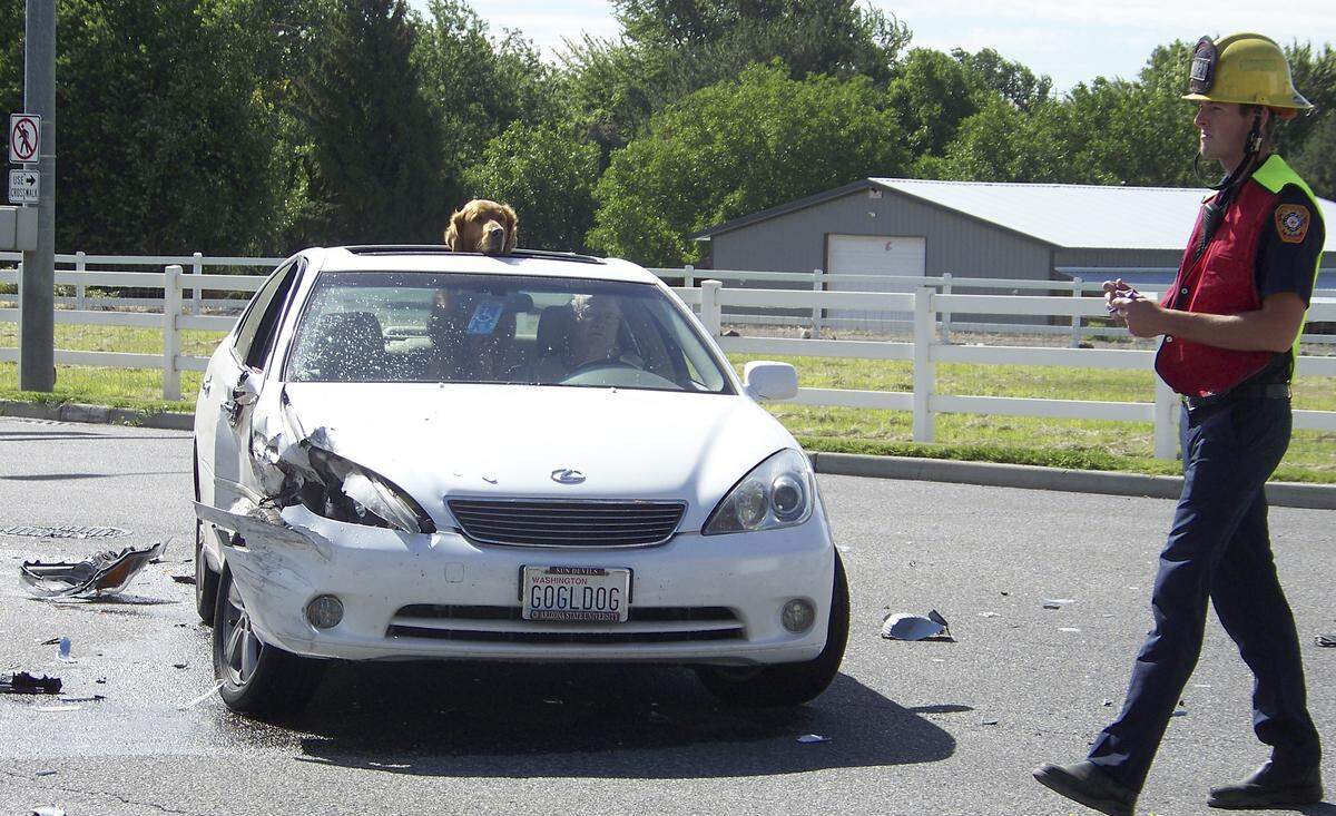 Goggle dog is OK after his owner’s car was hit West 10th Avenue and Edison in Kennewick.
