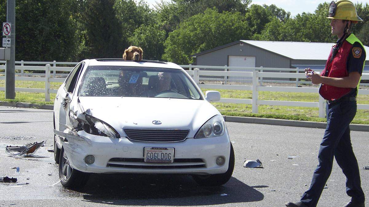 Jake the Goggle Dog is undergoing surgery for a tumor attached to his spleen.