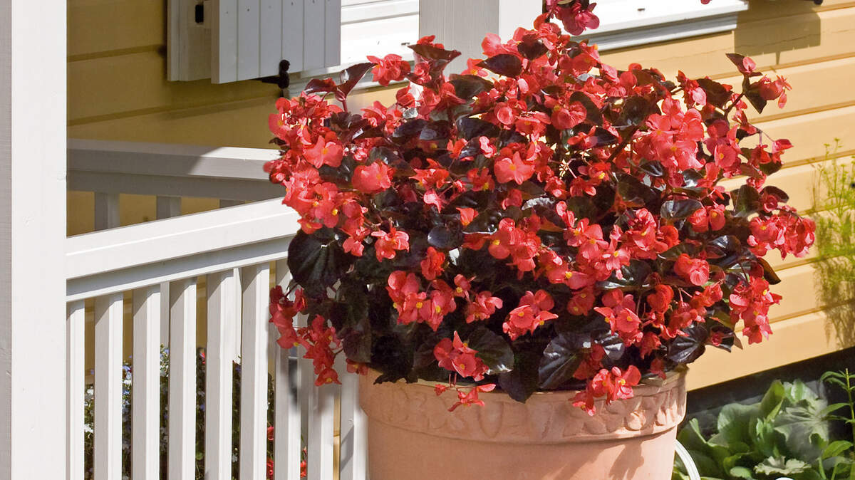 Too much water in the fall can rot the stems of soft plants such as begonias