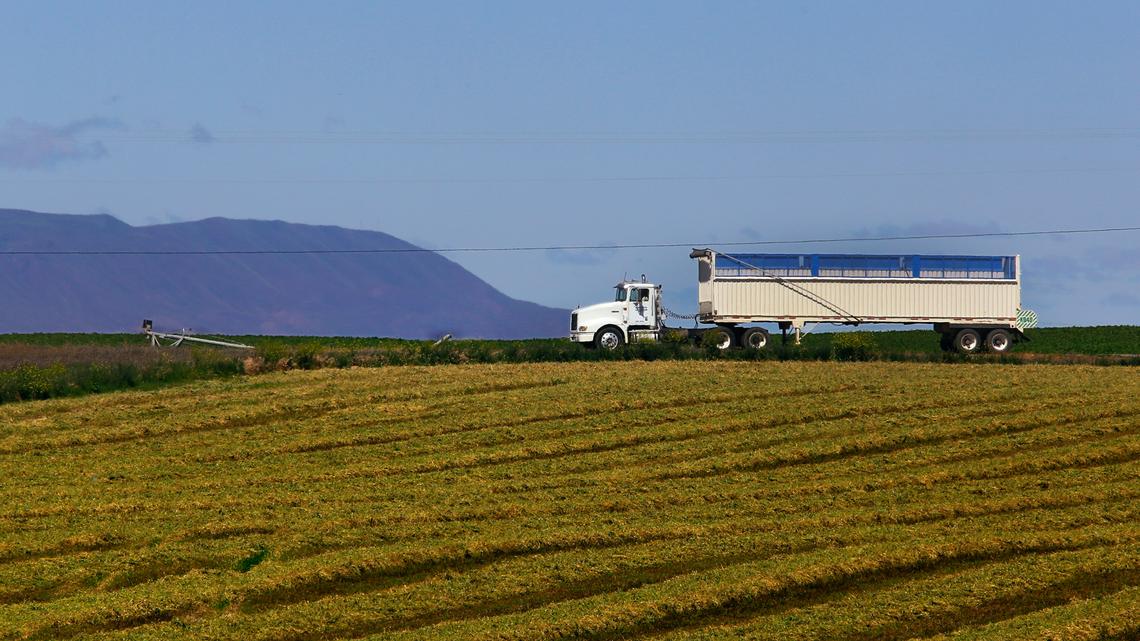 ‘A perfect storm.’ Rain pounds WA hay growers. What it means for beef and milk prices