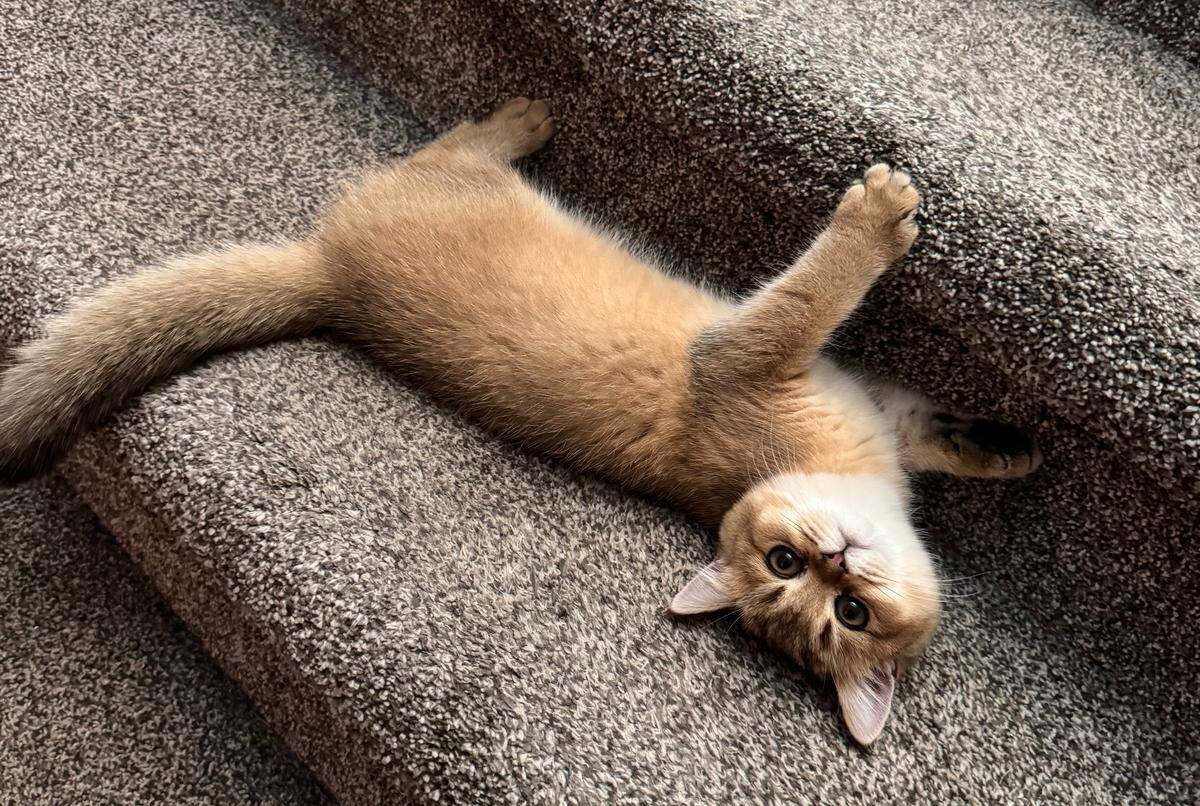 Ginger, a 1-year-old British shorthair, was crowned the cutest cat in Tri-Cities.
