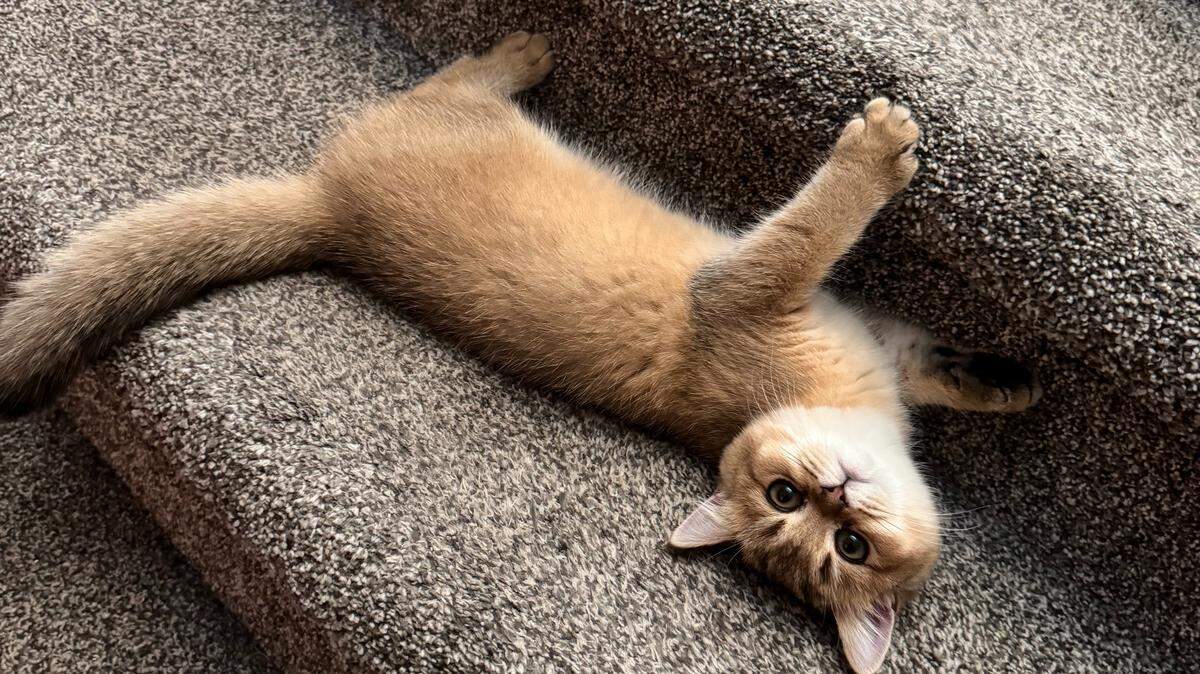 Crowned the cutest cat in Tri-Cities, more than half of poll participants cast a vote for 1-year-old British shorthair cat Ginger.