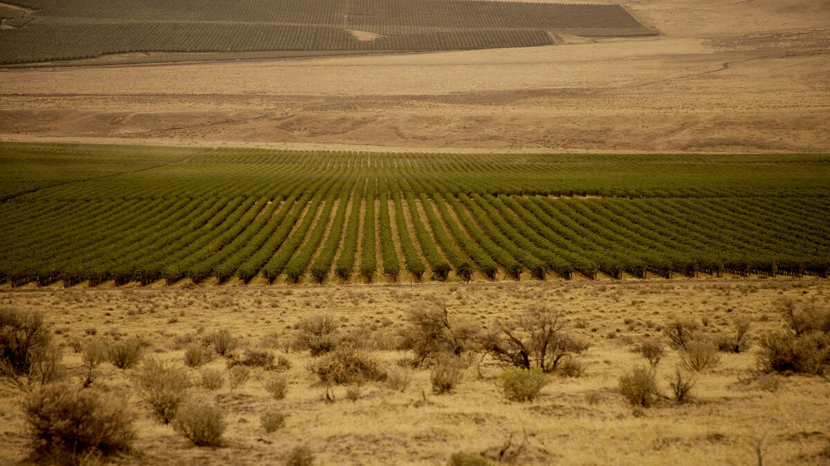 Cold Creek Vineyard, a historic planting that overlooks the Columbia River and the Wahluke Slope, is one of Washington’s premier sources for Cabernet Sauvignon, Chardonnay and Riesling. The late Walter Clore recommended the site to Ste. Michelle in 1973.
