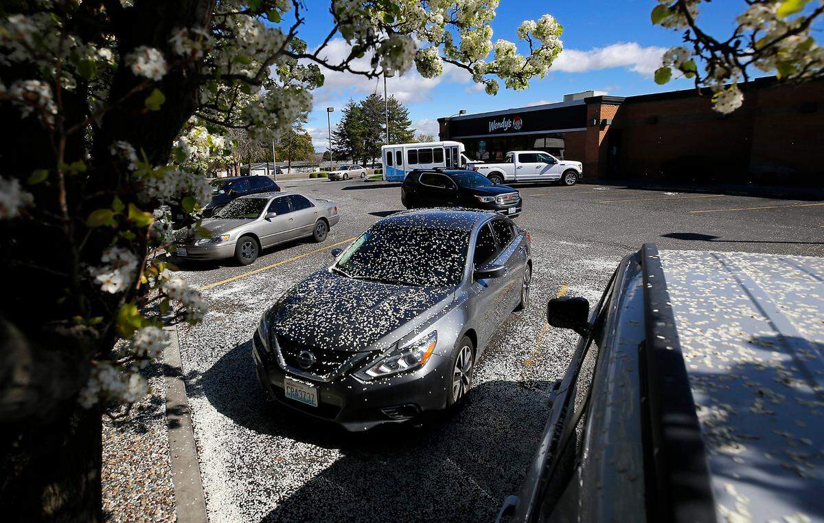 Petals from windblown tree blossoms coat cars in the parking lot of Wendy’s restaurant Monday in west Kennewick.