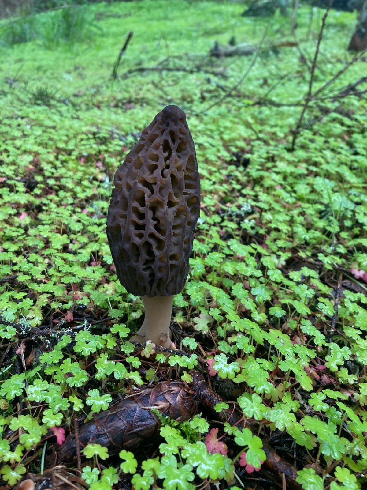 Black morel mushroom photographed in a front yard in Olympia, Wash. 
